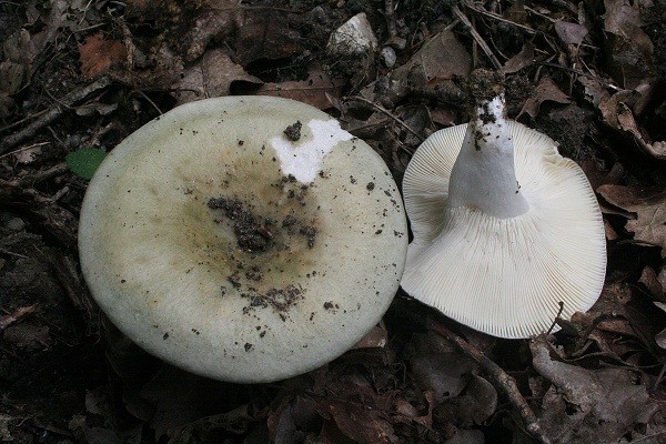 Is it possible to eat russula raw and why are they called that?