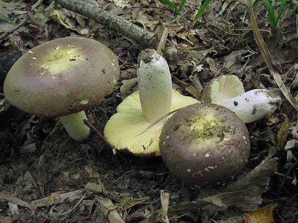 Is it possible to eat russula raw and why are they called that?