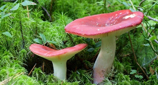 Is it possible to eat russula raw and why are they called that?