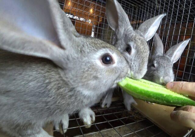 Is it possible to feed rabbits fresh (raw) zucchini