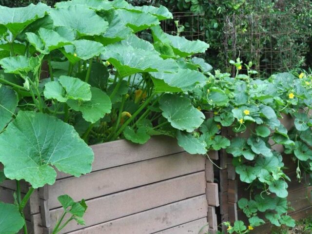 Is it possible to feed rabbits fresh (raw) zucchini