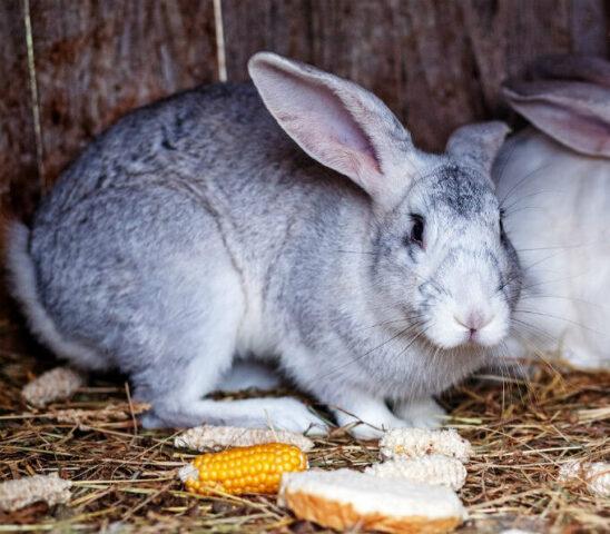 Is it possible to feed rabbits fresh (raw) zucchini