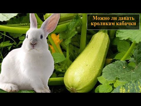 Is it possible to feed rabbits fresh (raw) zucchini