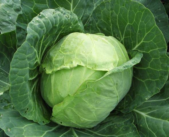 Is it possible to ferment cabbage in a plastic bucket