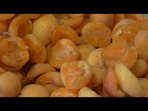 Is it possible to freeze apricots