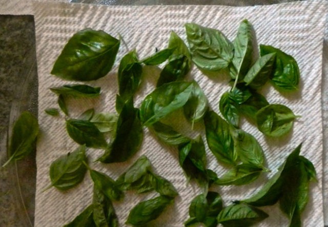 Is it possible to freeze basil for the winter