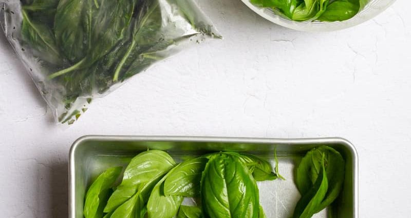 Is it possible to freeze basil for the winter