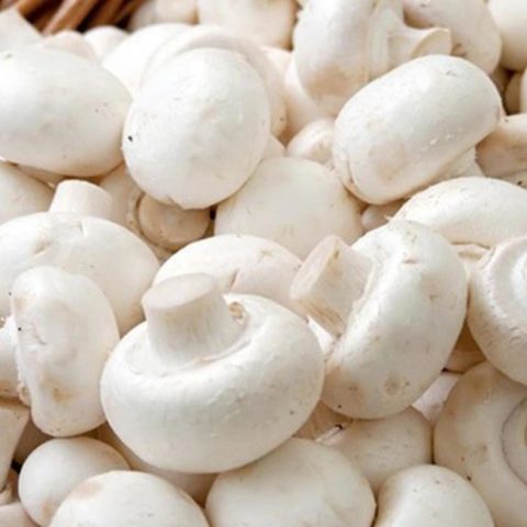 Is it possible to freeze champignons in the freezer: fresh, raw, canned