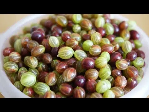 Is it possible to freeze gooseberries for the winter: benefits, 5 ways to freeze