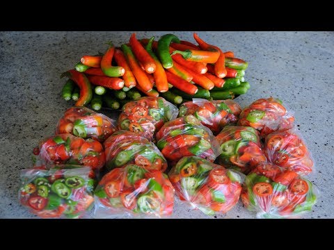 Is it possible to freeze hot peppers for the winter: recipes and methods for freezing in the freezer at home