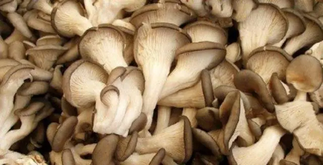 Is it possible to freeze oyster mushrooms