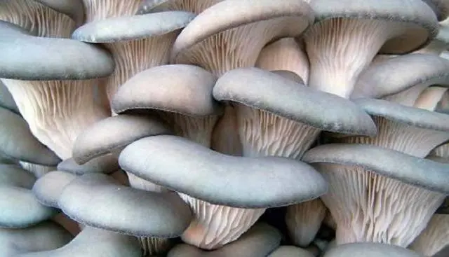Is it possible to freeze oyster mushrooms