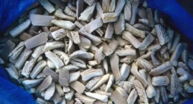 Is it possible to freeze oyster mushrooms