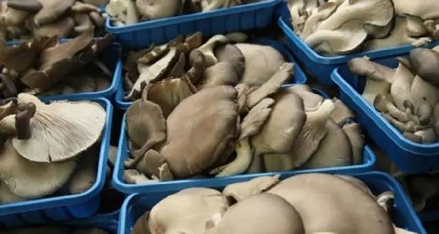 Is it possible to freeze oyster mushrooms