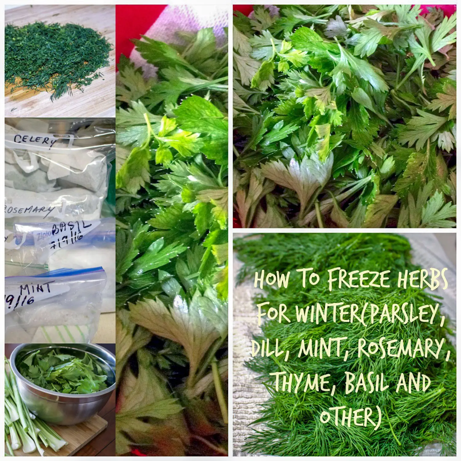Is it possible to freeze parsley for the winter