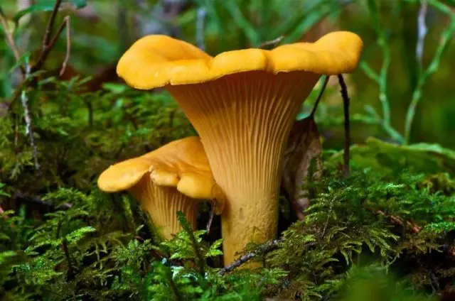 Is it possible to get poisoned by chanterelles: symptoms, what to do