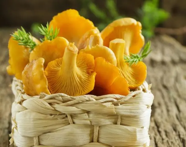 Is it possible to get poisoned by chanterelles: symptoms, what to do