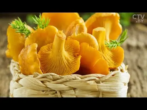 Is it possible to get poisoned by chanterelles: symptoms, what to do