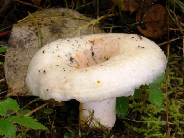 Is it possible to get poisoned with milk mushrooms: salted, pickled, raw and boiled