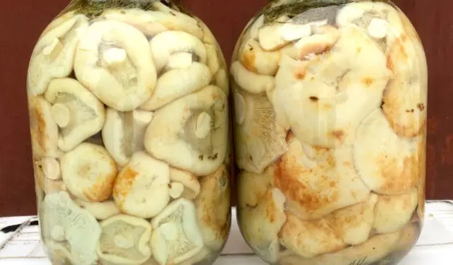 Is it possible to get poisoned with milk mushrooms: salted, pickled, raw and boiled