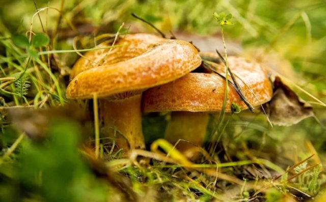 Is it possible to get poisoned with mushrooms: symptoms and signs