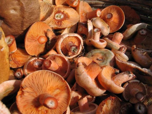 Is it possible to get poisoned with mushrooms: symptoms and signs