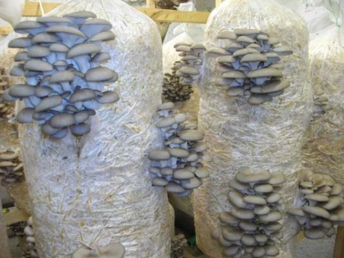 Is it possible to get poisoned with oyster mushrooms: symptoms, reviews