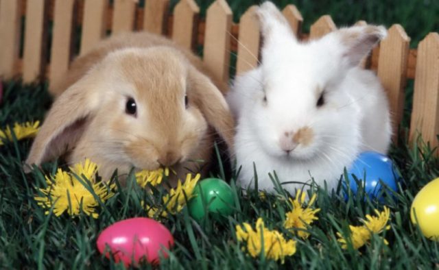 Is it possible to give dandelion to rabbits, in what form, and in what quantities