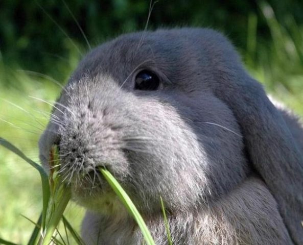 Is it possible to give dandelion to rabbits, in what form, and in what quantities