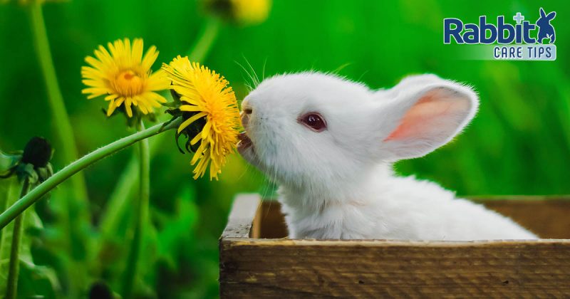 Is it possible to give dandelion to rabbits, in what form, and in what quantities