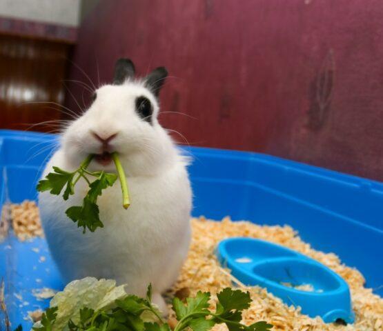 Is it possible to give decorative rabbits parsley