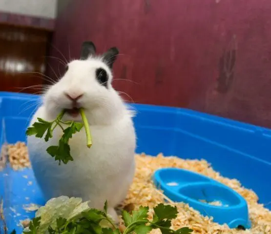 Is it possible to give decorative rabbits parsley