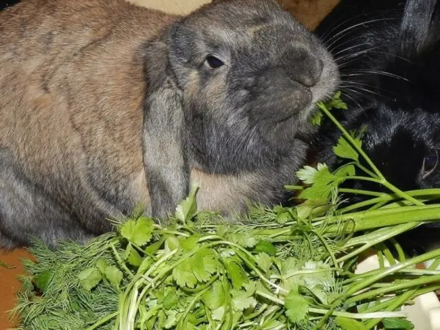 Is it possible to give decorative rabbits parsley