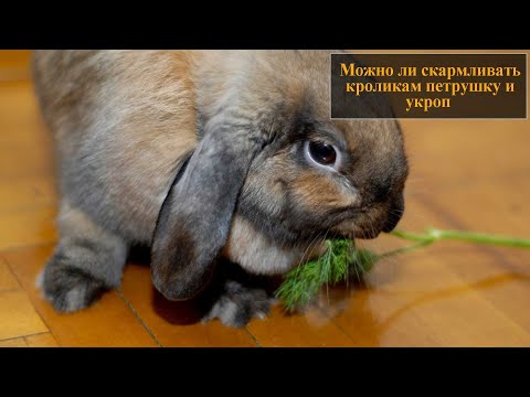 Is it possible to give decorative rabbits parsley