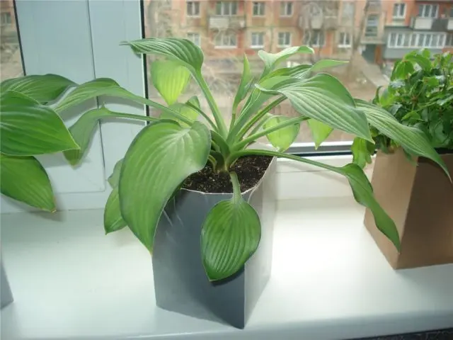 Is it possible to grow hosta at home in a pot