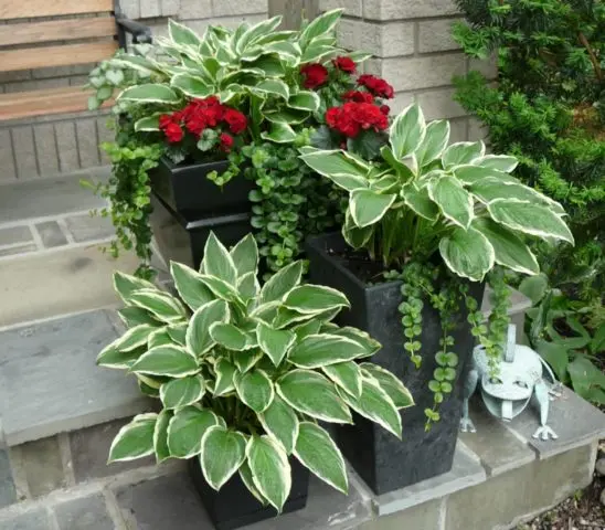 Is it possible to grow hosta at home in a pot