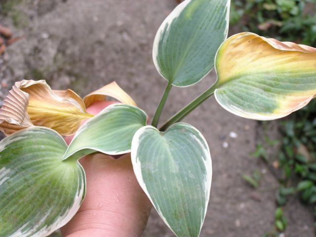 Is it possible to grow hosta at home in a pot