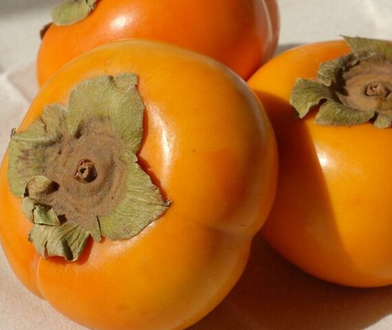 Is it possible to persimmon with gastritis and stomach ulcers