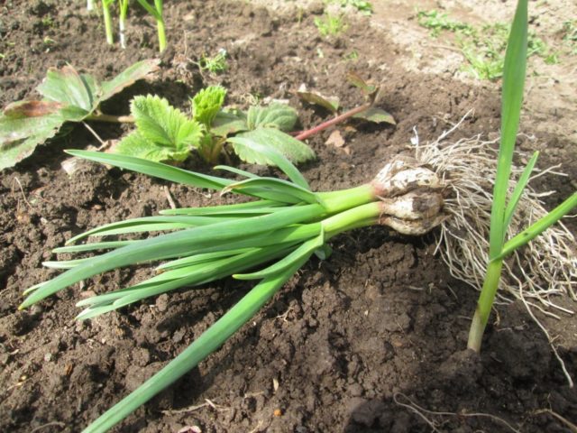 Is it possible to plant garlic in or after strawberries