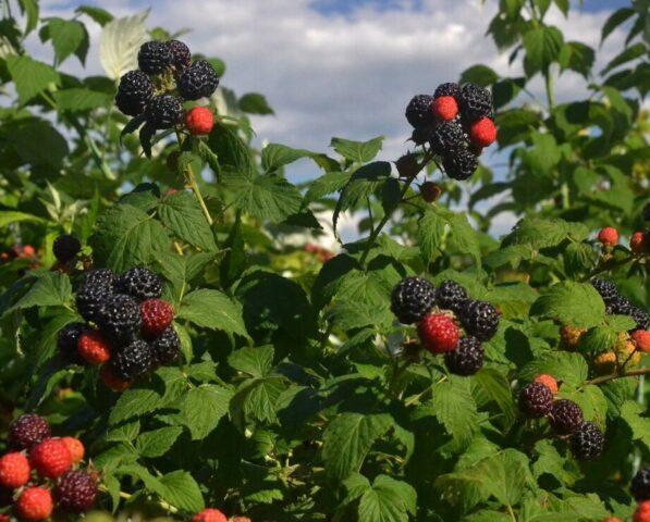 Is it possible to plant raspberries and blackberries side by side