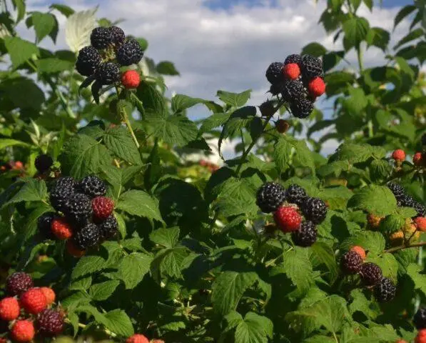 Is it possible to plant raspberries and blackberries side by side