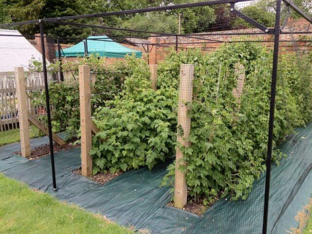 Is it possible to plant raspberries and blackberries side by side