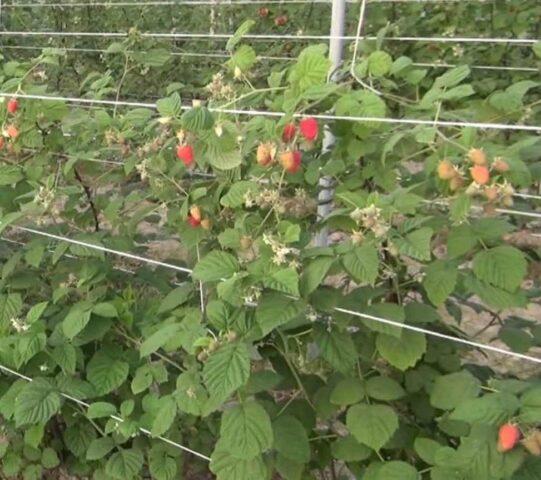 Is it possible to plant raspberries and blackberries side by side