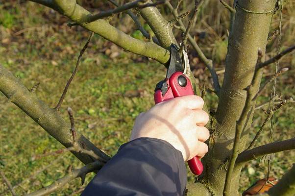 Is it possible to prune apple trees in autumn in Siberia