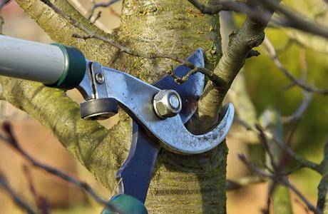 Is it possible to prune apple trees in autumn in Siberia