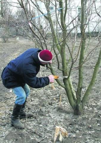 Is it possible to prune apple trees in autumn in Siberia