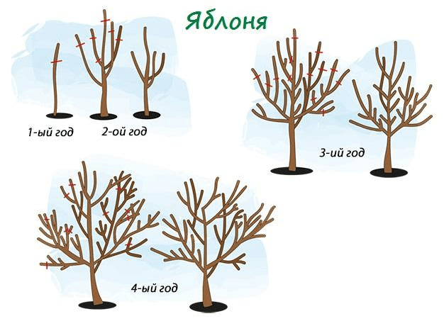 Is it possible to prune apple trees in autumn in Siberia