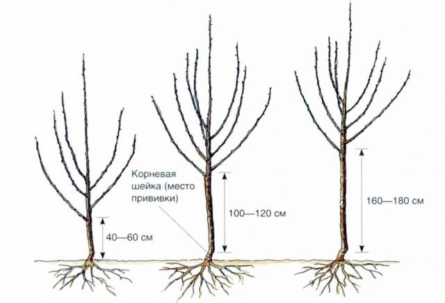 Is it possible to prune apple trees in autumn in Siberia