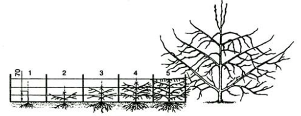 Is it possible to prune apple trees in autumn in Siberia