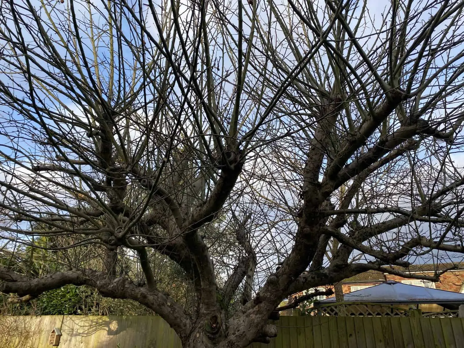 Is it possible to prune apple trees in autumn in Siberia